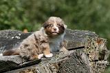 BERGER AUSTRALIEN PUPPIES 815